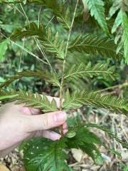 Woodwardia japonica