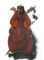 Galasa rubidana
