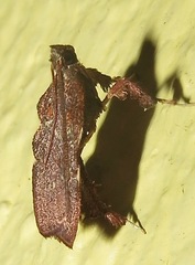 Galasa rubidana