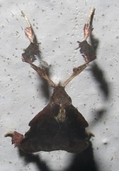 Galasa rubidana