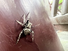Araneus ventricosus
