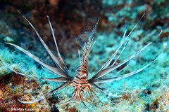 Pterois miles