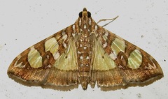 Glyphodes sibillalis