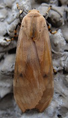 Halysidota elota