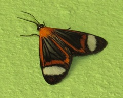 Hyalurga vinosa