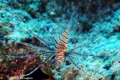 Pterois miles