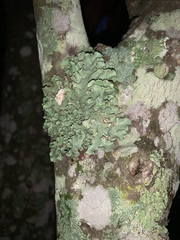 Parmeliaceae