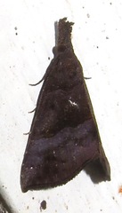 Hypena