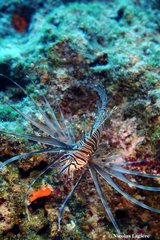 Pterois miles