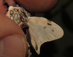 Hypercompe nigriplaga