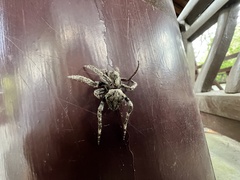 Araneus ventricosus