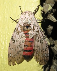 Hypercompe nigriplaga