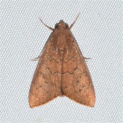 Anomis illita