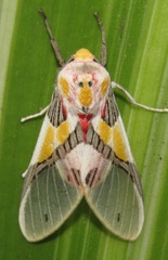 Idalus delicata