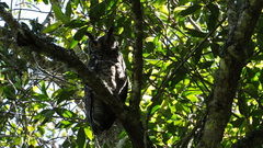 Bubo africanus africanus