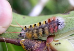 Lophocampa atomosa