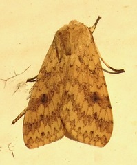 Leucanopsis moeschleri