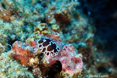 Peltodoris atromaculata