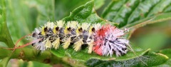 Lophocampa atomosa