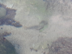 Parablennius sanguinolentus
