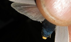 Lymire melanocephala