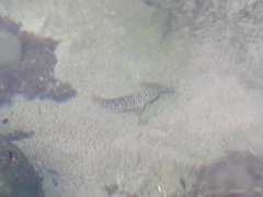 Parablennius sanguinolentus