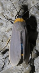 Lymire melanocephala