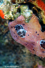 Peltodoris atromaculata