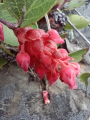 Ericaceae