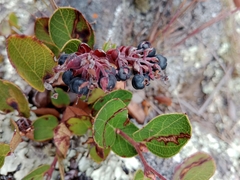 Ericaceae