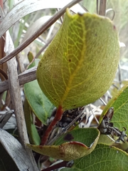 Ericaceae