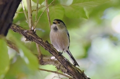 Aegithalos glaucogularis