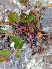 Ericaceae