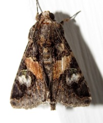 Melipotis famelica