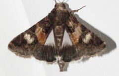 Melipotis famelica