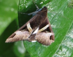 Melipotis fasciolaris