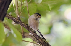 Aegithalos glaucogularis