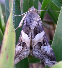 Melipotis perpendicularis