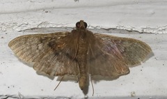 Microthyris prolongalis