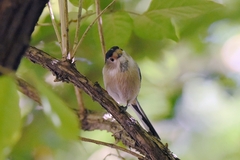 Aegithalos glaucogularis