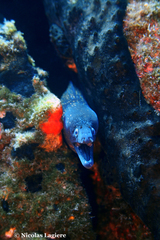 Muraena helena