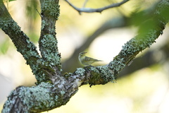 Phylloscopus examinandus