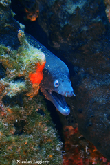 Muraena helena