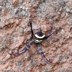 Argiope reinwardti