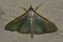 Palpita punctalis