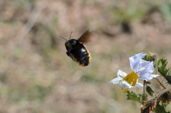 Xylocopa augusti