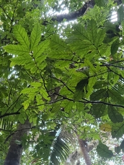 Davidsonia johnsonii