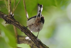 Aegithalos glaucogularis