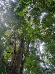 Davidsonia johnsonii