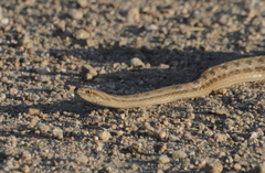 Dryophylax hypoconia